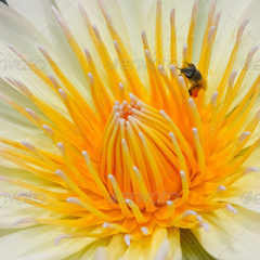 激活服务便捷的网站攻击手段